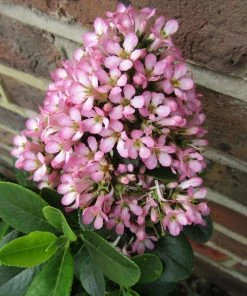 Roots Plants Escallonia Pink Elle