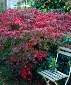 Roots Plants Euonymus Alatus Blade Runner