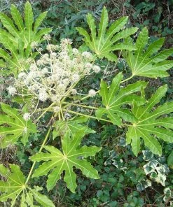 Roots Plants Fatsia Japonica