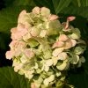 Roots Plants Hydrangea Macrophylla Madame Emile Mouillere 1 Roots Plants Hydrangea Macrophylla Madame Emile Mouillere