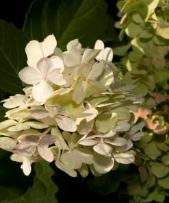 Roots Plants Hydrangea Macrophylla Madame Emile Mouillere 14 Roots Plants Hydrangea Macrophylla Madame Emile Mouillere