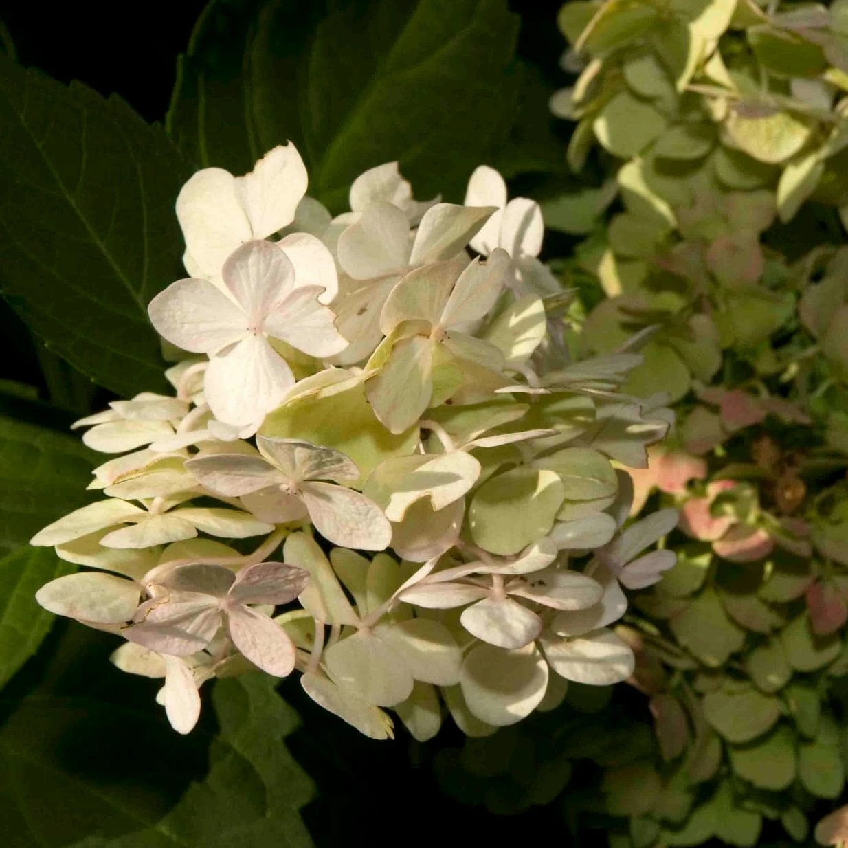 Roots Plants Hydrangea Macrophylla Madame Emile Mouillere 6 Roots Plants Hydrangea Macrophylla Madame Emile Mouillere