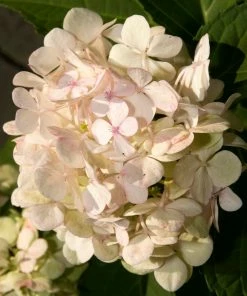 Roots Plants Hydrangea Macrophylla Madame Emile Mouillere 15 Roots Plants Hydrangea Macrophylla Madame Emile Mouillere