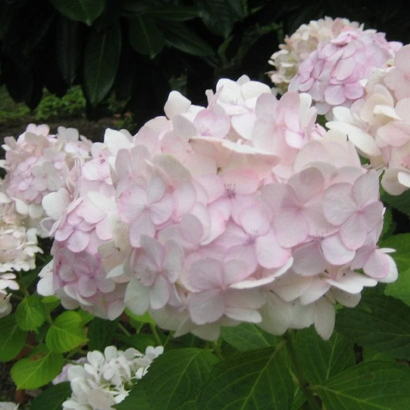 Roots Plants Hydrangea Macrophylla Madame Emile Mouillere 8 Roots Plants Hydrangea Macrophylla Madame Emile Mouillere