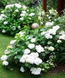 Roots Plants Hydrangea Macrophylla Madame Emile Mouillere 13 Roots Plants Hydrangea Macrophylla Madame Emile Mouillere