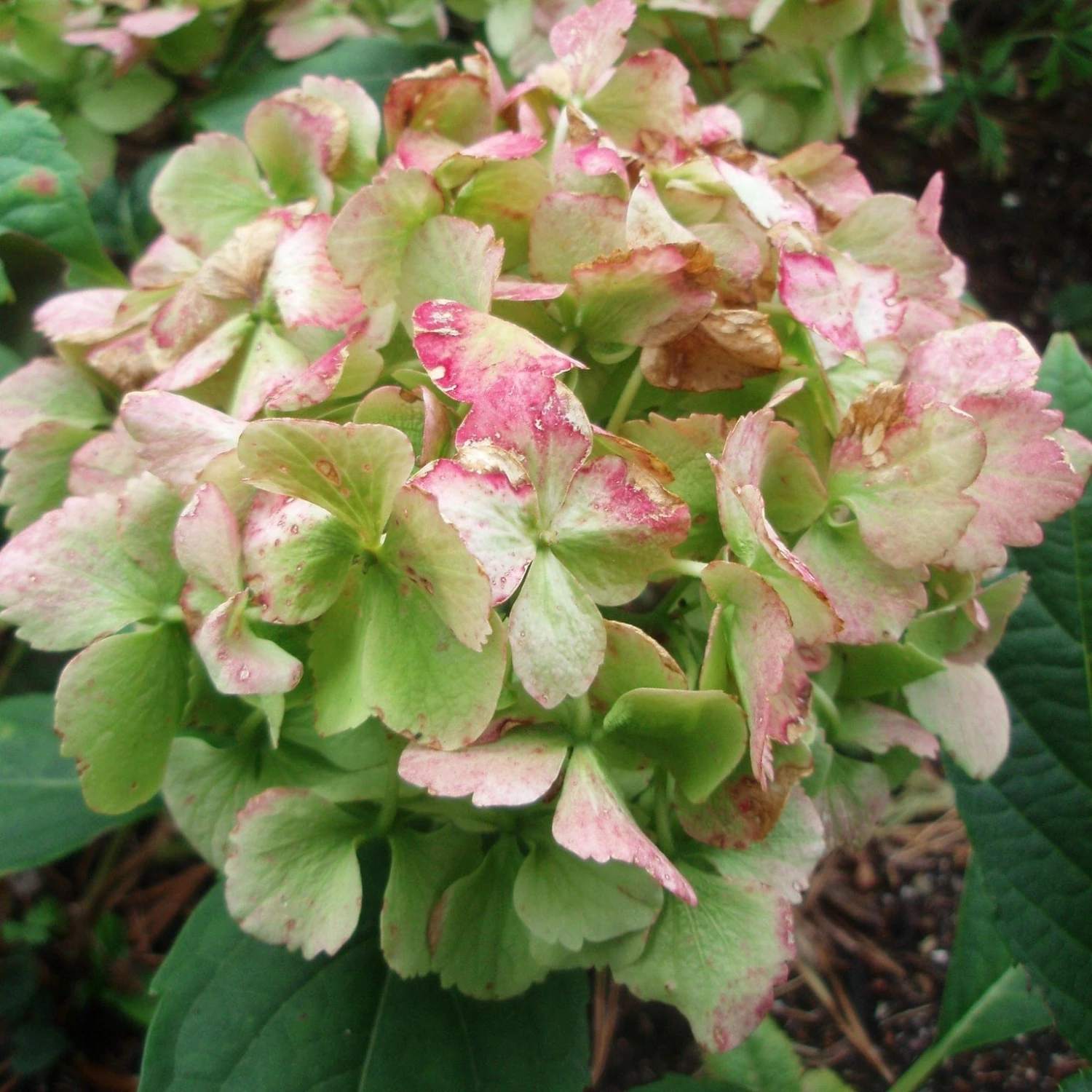 Roots Plants Hydrangea Macrophylla Madame Emile Mouillere 4 Roots Plants Hydrangea Macrophylla Madame Emile Mouillere
