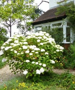 Roots Plants Hydrangea Macrophylla Madame Emile Mouillere 19 Roots Plants Hydrangea Macrophylla Madame Emile Mouillere