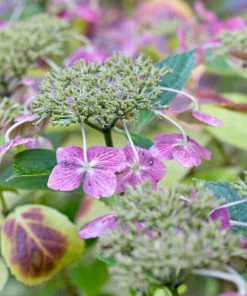 Roots Plants Hydrangea Macrophylla Mariesii Perfecta