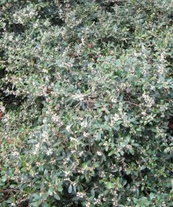 Roots Plants All Shrubs Osmanthus X Burkwoodii