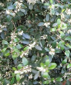 Roots Plants Ceanothus Best Evergreen Shrubs 9 Roots Plants Ceanothus Best Evergreen Shrubs