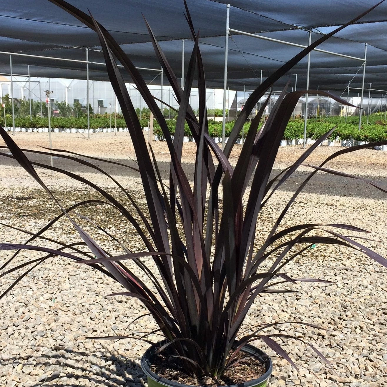 Roots Plants Phormium Platts Black All Shrubs 4 Roots Plants Phormium Platts Black All Shrubs