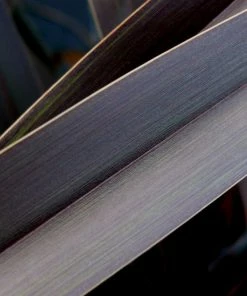 Roots Plants Phormium Platts Black All Shrubs 9 Roots Plants Phormium Platts Black All Shrubs