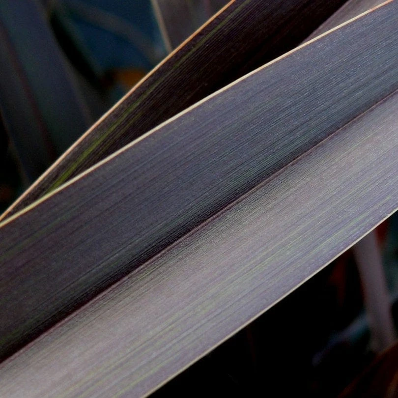 Roots Plants Phormium Platts Black All Shrubs 5 Roots Plants Phormium Platts Black All Shrubs