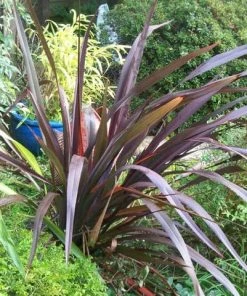 Roots Plants Phormium Platts Black All Shrubs 10 Roots Plants Phormium Platts Black All Shrubs
