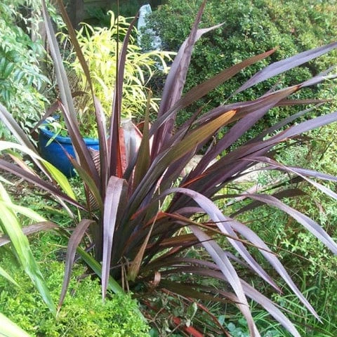 Roots Plants Phormium Platts Black All Shrubs 6 Roots Plants Phormium Platts Black All Shrubs