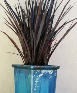 Roots Plants Phormium Platts Black All Shrubs 11 Roots Plants Phormium Platts Black All Shrubs