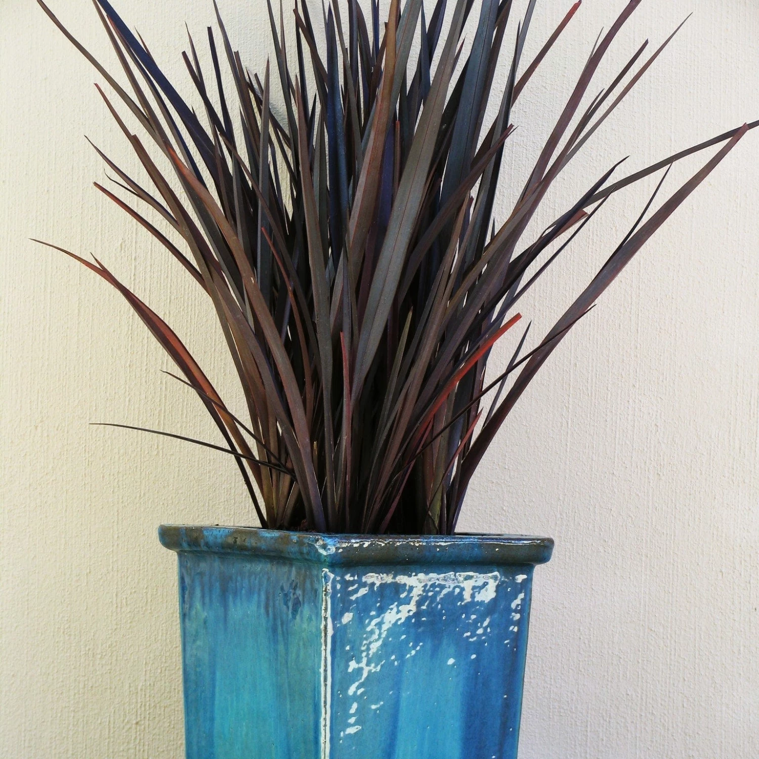 Roots Plants Phormium Platts Black All Shrubs 7 Roots Plants Phormium Platts Black All Shrubs