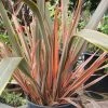 Roots Plants All Shrubs Phormium Sundowner 1 Roots Plants All Shrubs Phormium Sundowner