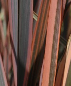 Roots Plants All Shrubs Phormium Sundowner