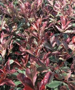 Roots Plants Photinia Pink Marble