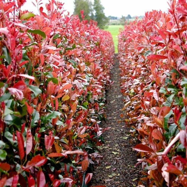 Roots Plants Photinia Red Robin All Shrubs 8 Roots Plants Photinia Red Robin All Shrubs