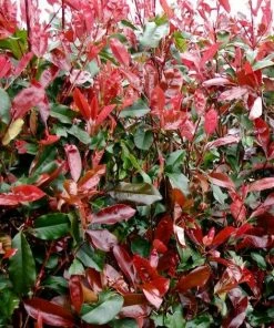 Roots Plants Photinia Red Robin All Shrubs 20 Roots Plants Photinia Red Robin All Shrubs
