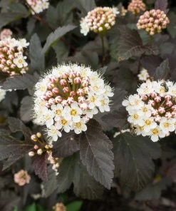 Roots Plants Physocarpus Diabolo