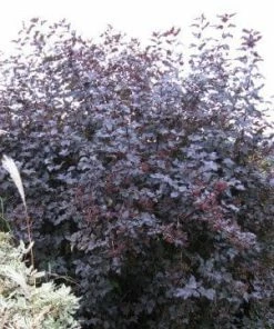 Roots Plants Physocarpus Diabolo