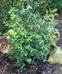 Roots Plants Best Small Evergreen Shrubs
