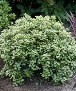 Roots Plants Pittosporum Silver Ball