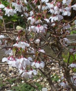 Roots Plants Prunus Kojo-no-mai