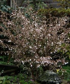 Roots Plants Prunus Kojo-no-mai