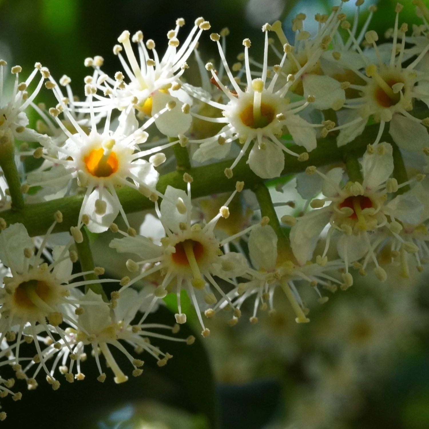 Roots Plants Prunus Lusitanica Angustifolia 3 Roots Plants Prunus Lusitanica Angustifolia