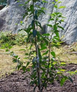 Roots Plants Prunus Lusitanica Angustifolia 15 Roots Plants Prunus Lusitanica Angustifolia