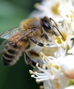 Roots Plants Prunus Lusitanica Angustifolia 18 Roots Plants Prunus Lusitanica Angustifolia