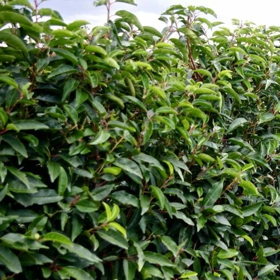 Roots Plants Prunus Lusitanica Angustifolia 11 Roots Plants Prunus Lusitanica Angustifolia