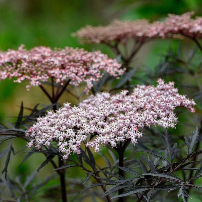 Roots Plants All Shrubs Black Elderberry | Sambucus Black Lace 3 Roots Plants All Shrubs Black Elderberry | Sambucus Black Lace