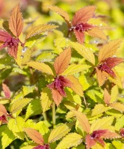 Roots Plants Spiraea Japonica Magic Carpet All Shrubs