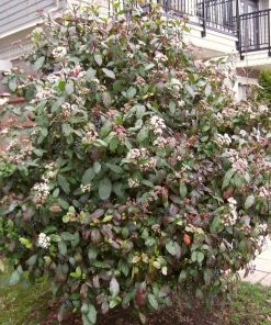 Roots Plants Best Plants For Pots & Containers Viburnum Tinus 11 Roots Plants Best Plants For Pots & Containers Viburnum Tinus