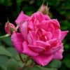 Roots Plants Climbing Rose 'Antike' | 4.5L Pot 2 Roots Plants Climbing Rose 'Antike' | 4.5L Pot