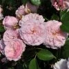 Roots Plants Shrub Rose 'Blush Winterjewel' | 4.5L Pot 1 Roots Plants Shrub Rose 'Blush Winterjewel' | 4.5L Pot
