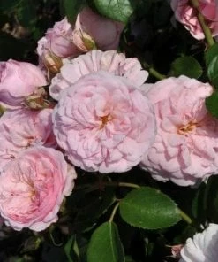 Roots Plants Shrub Rose 'Blush Winterjewel' | 4.5L Pot