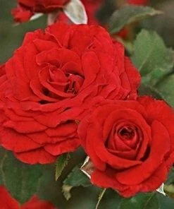 Roots Plants Shrub Rose 'Carmine Vaza' | 4.5L Pot
