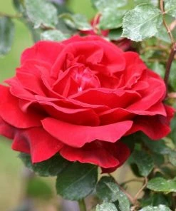 Roots Plants Shrub Rose 'Don Juan' | 4.5L Pot