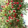 Roots Plants Shrub Rose 'Don Juan' | 4.5L Pot 2 Roots Plants Shrub Rose 'Don Juan' | 4.5L Pot