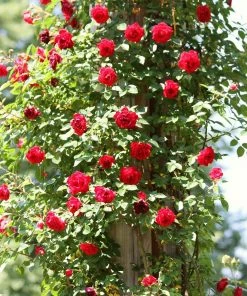 Roots Plants Shrub Rose 'Don Juan' | 4.5L Pot