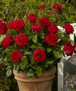 Roots Plants Shrub Rose 'Capricia Renaissance®' | 4.5L Pot