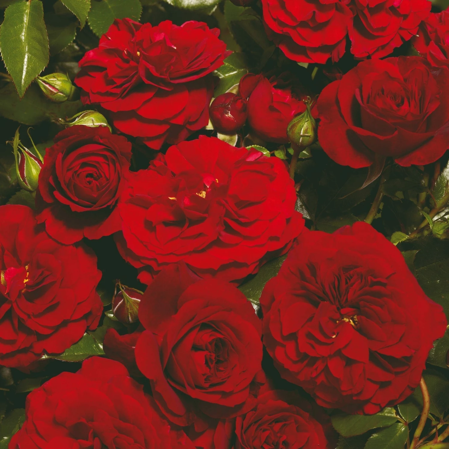 Roots Plants Climbing Rose 'Farruca Courtyard®' | 4.5L Pot 3 Roots Plants Climbing Rose 'Farruca Courtyard®' | 4.5L Pot