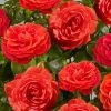 Roots Plants Rose Bushes Climbing Rose 'Liwa Courtyard®' | 4.5L Pot 1 Roots Plants Rose Bushes Climbing Rose 'Liwa Courtyard®' | 4.5L Pot