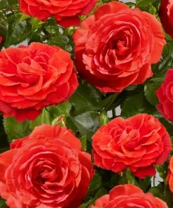 Roots Plants Rose Bushes Climbing Rose 'Liwa Courtyard®' | 4.5L Pot